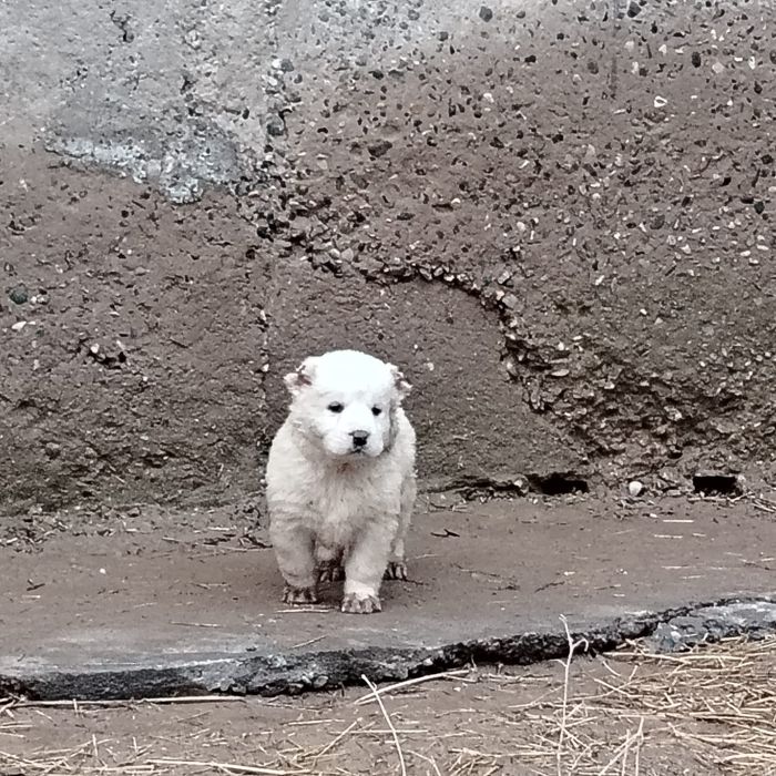 Күшіктер сатылады