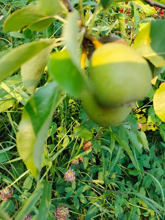 Продам дачу в районе автоцона