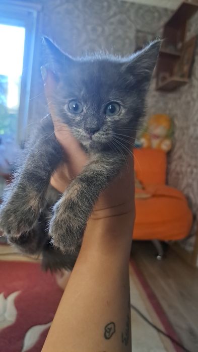 Срочно отдам котят в добрые руки!