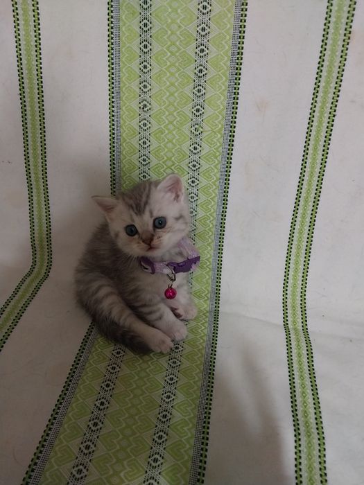 Продаётся   котенок  породы  скоттиш  страйт