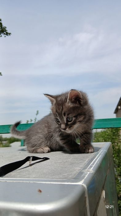 В добрые ручки отдаём хороших котят