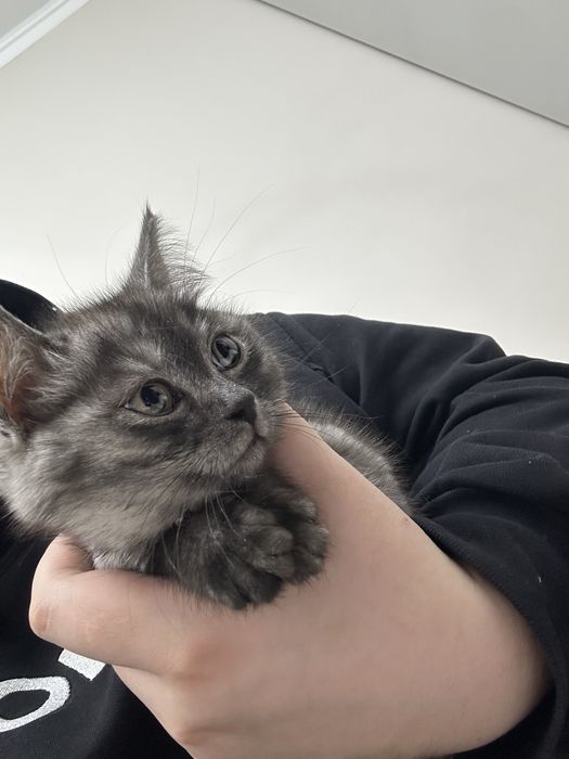 Отдам котенка бесплатно
