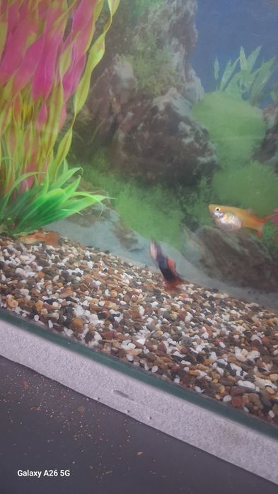 Рыбки гуппи большие и маленькие