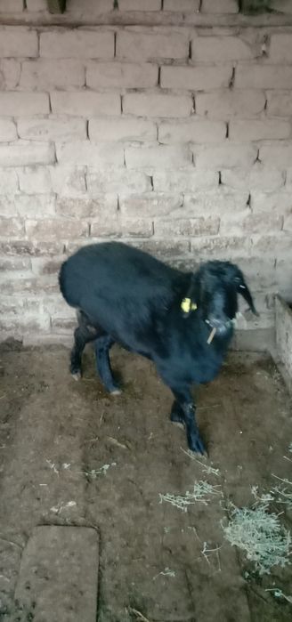 Қой,ұрғашы қойлар