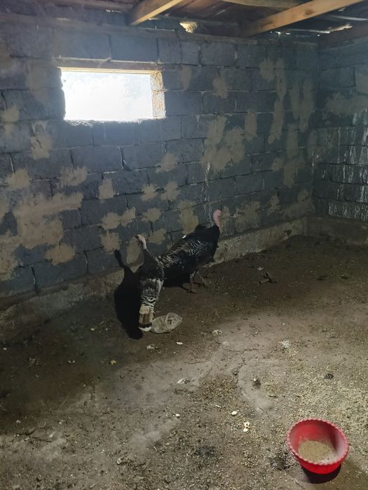 Продам индюков бронза