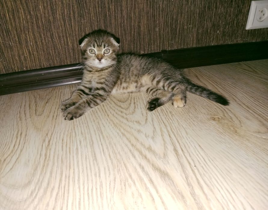 Девочка Табби черепаховая подросшая