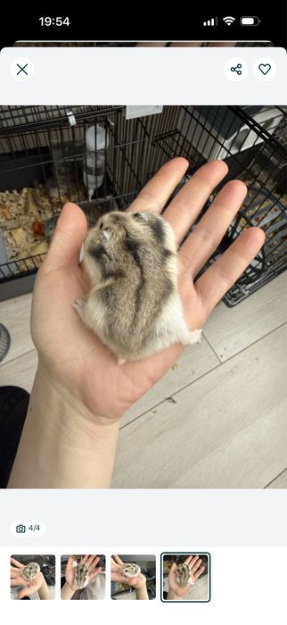 продам хомячков и мальчики и девочки в наличии