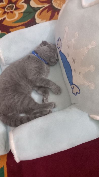 Skotish fold toza qon 6 oylik