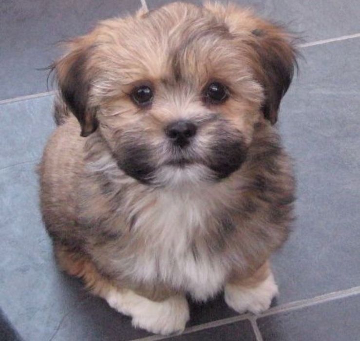 Bichon havanez 550 lei