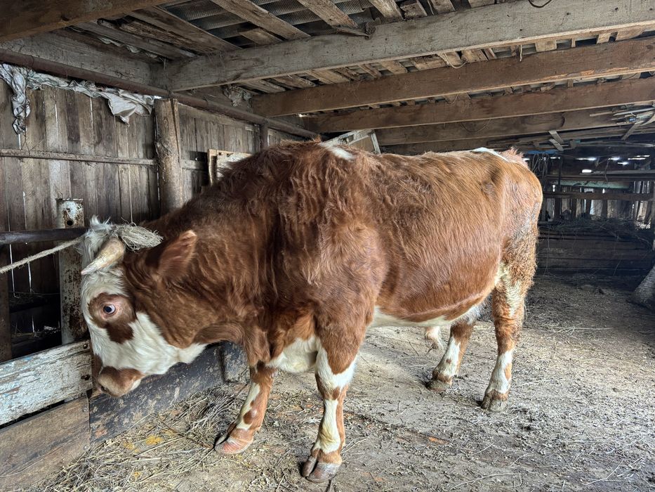 Продам двух бычков