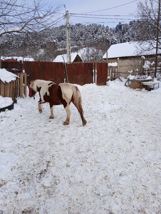 Iepe de ponei Pony , talie mare , tarcate , gestante