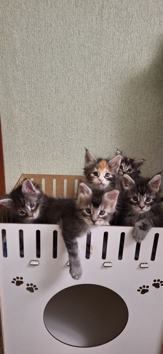 Котята породы мейн-кун