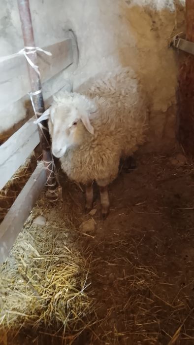 Семіз тоқты борланған