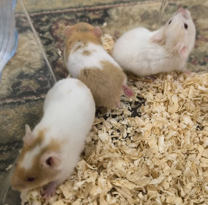 Хомячки сирийские