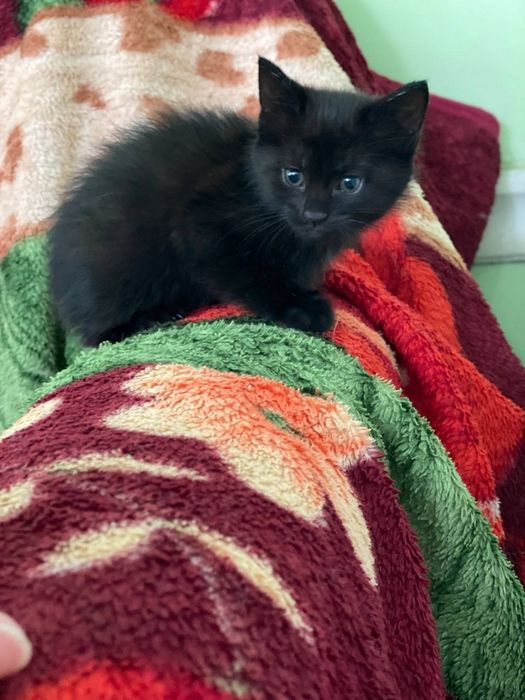 Hadiya.  Отдам в добрые руки