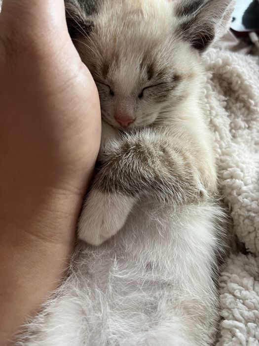 Отдвм котят срочно