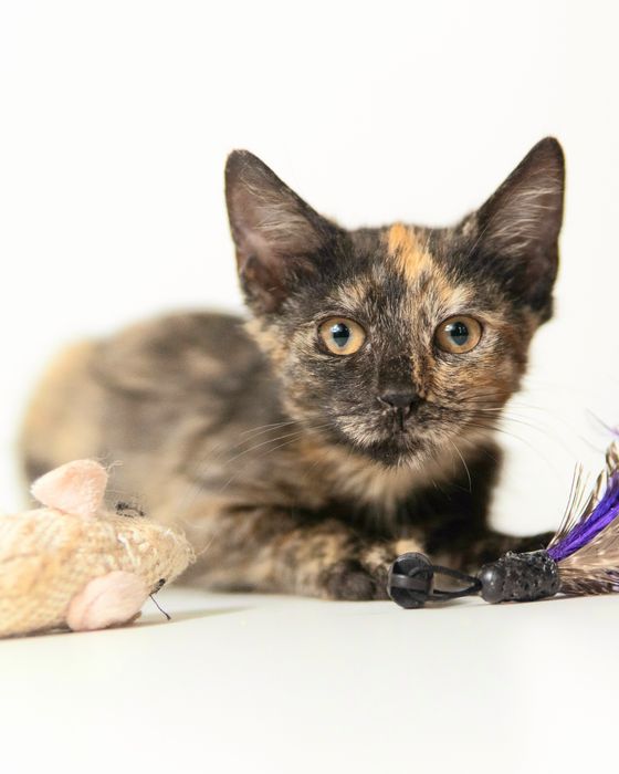 Нежната Малвина на 4 м търси дом