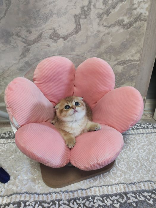 Шикарные котята от правильной вязки