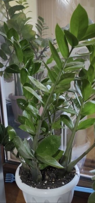 Продается Пышный цветок Замиокулькас (Долларовое дерево)