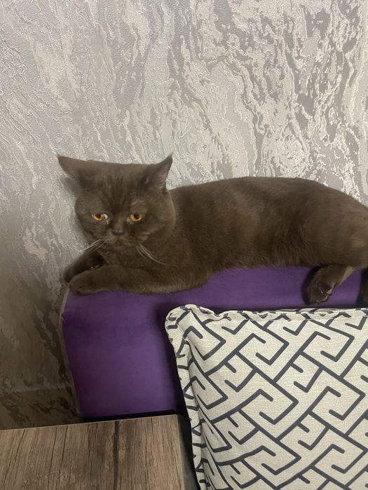 Кот скотиш страйт