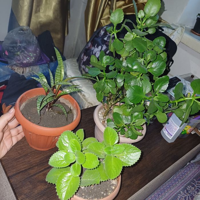 Цветы комнатные .