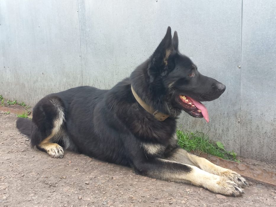 Вязка ищет подружку ВЕО