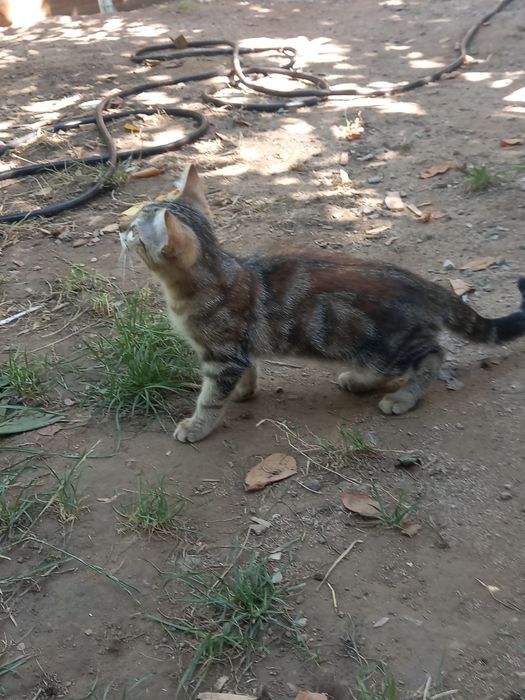 Котёнок бесплатно!