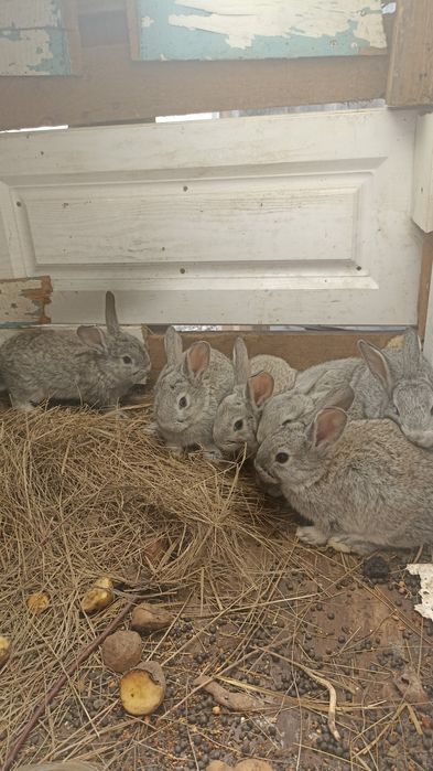 Продам кроликов 2 месяца
