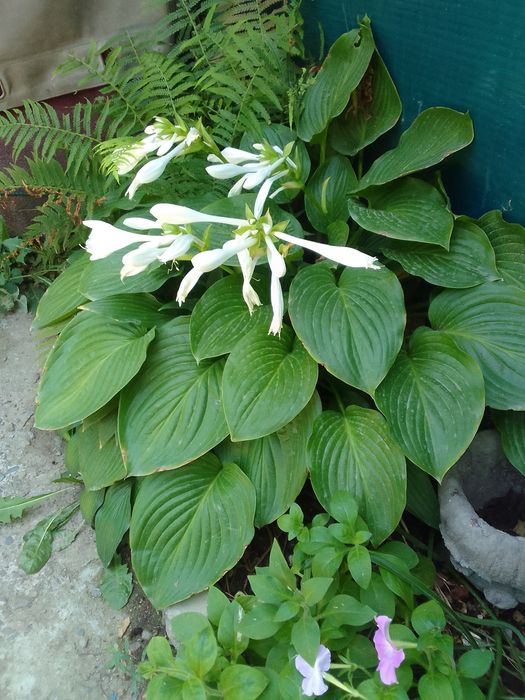 Хосты  - кусты продам