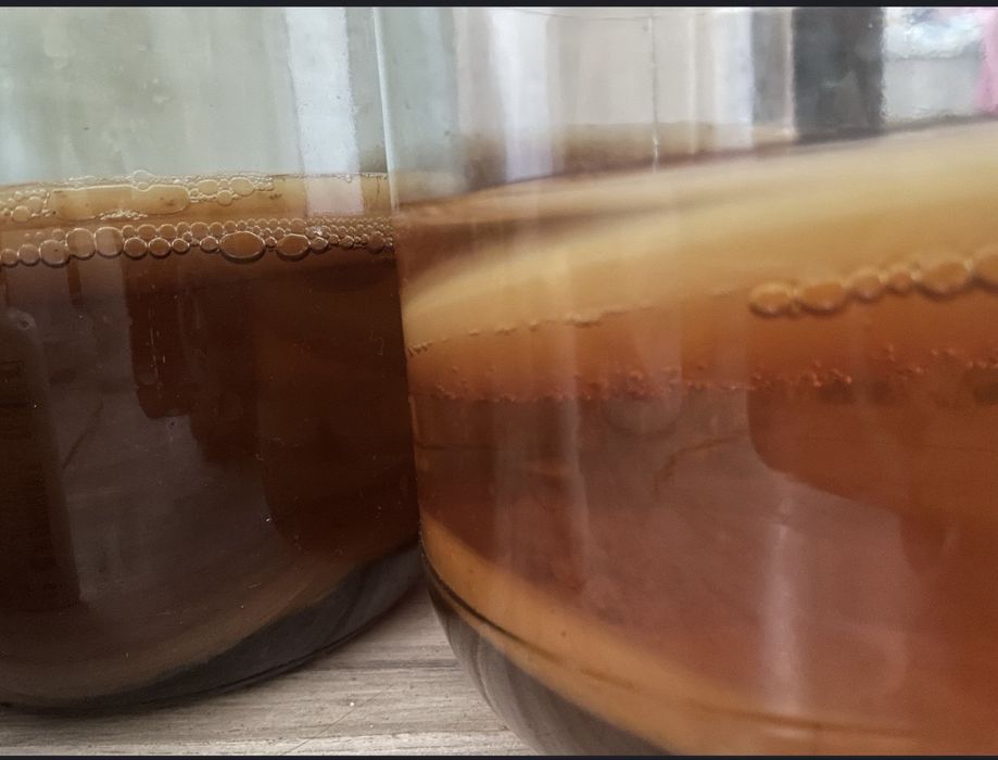 Чайный гриб - Комбуча