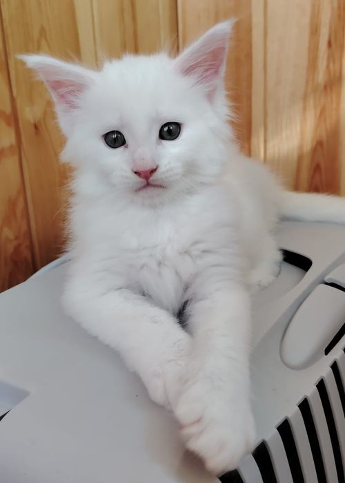 В продаже Котята Мейн-кун