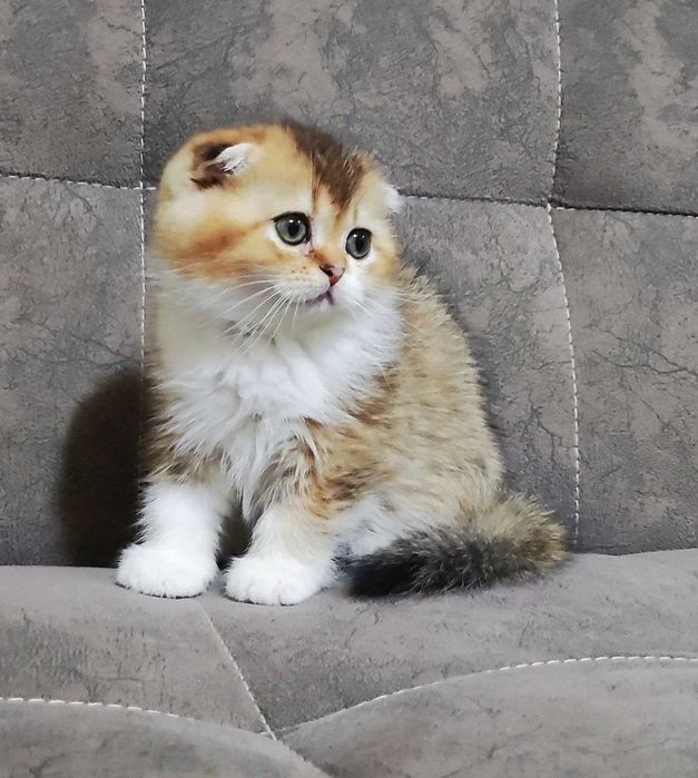 Продаются котята скотиш фолд