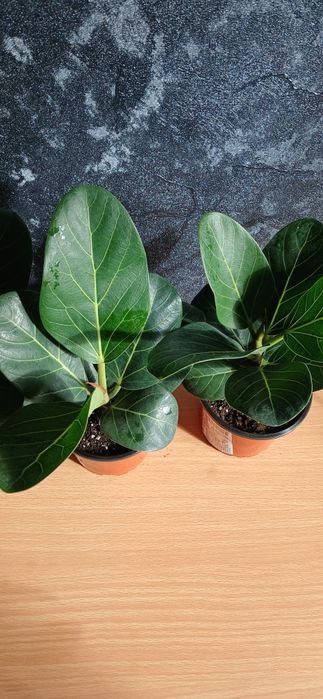 Комнатные растения от 2500