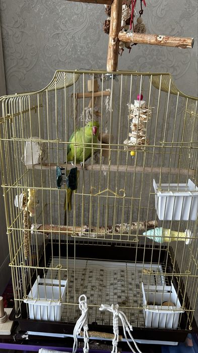 Попугай ожереловый