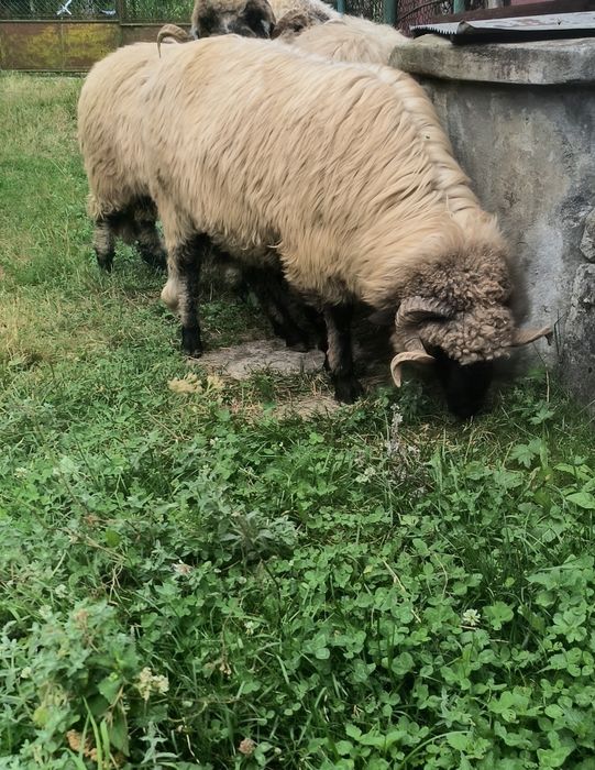 Berbec   bucălău