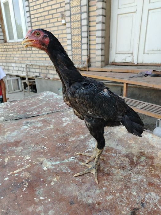 Dakan cuja sotiladi tozalari