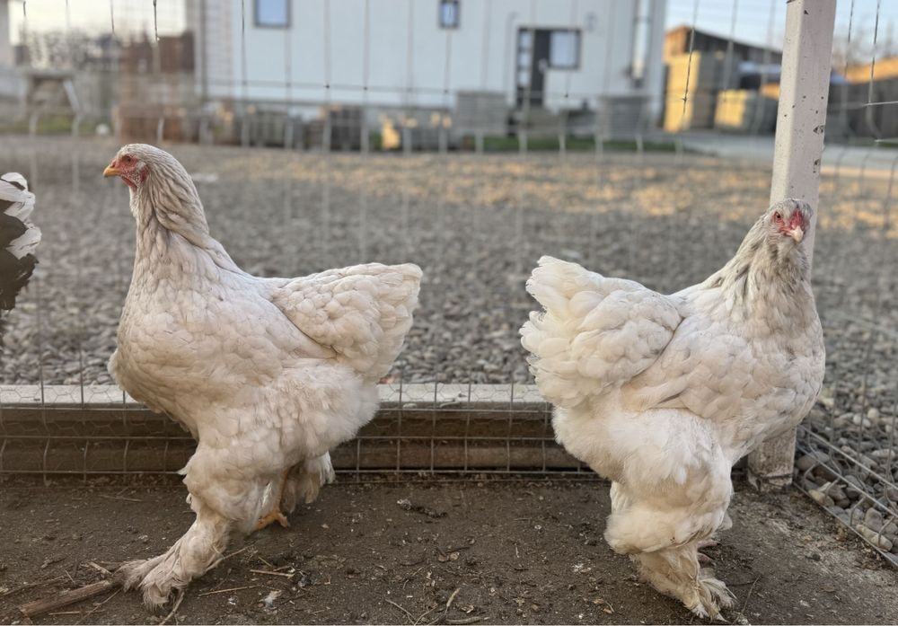 Oua brahma diferite culori