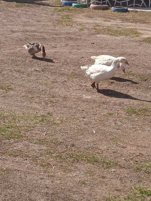 Продам домашних гусей