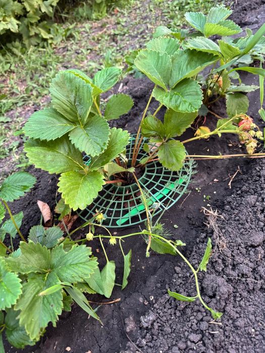 Продам дачу д/о Каштан