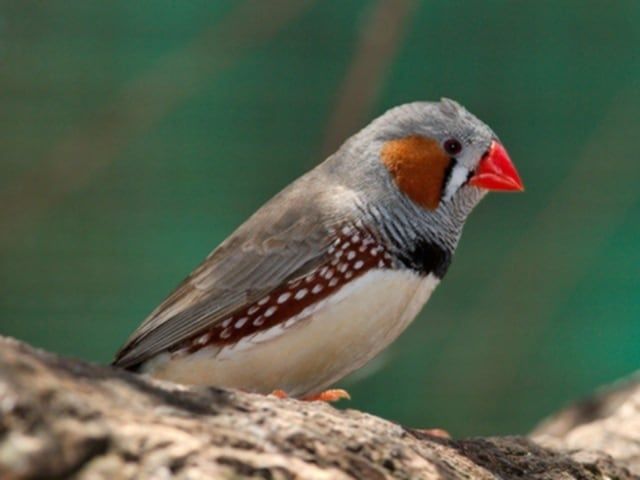 Продавам  финкии