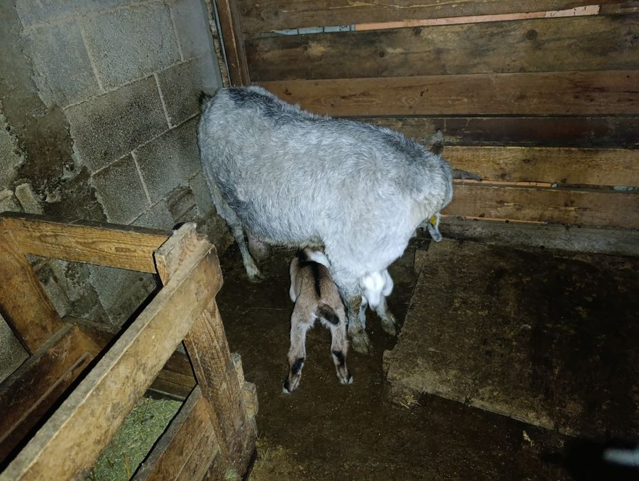 Сүтті ешкілер сатылад