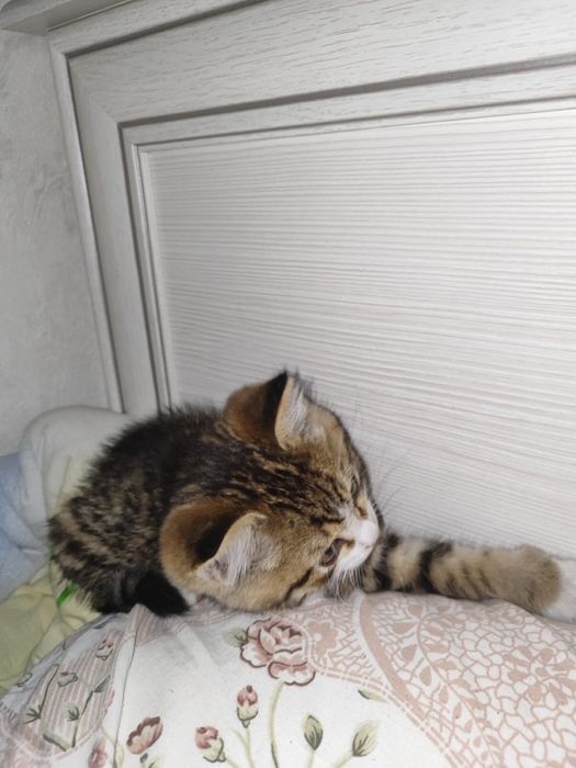 Пропал котик 5-6 месяцев