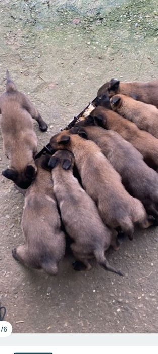 Mascul Ciobănesc Belgian Malinois