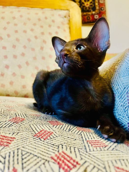 Ориентальные котята