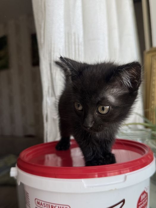 Котенок бесплатно