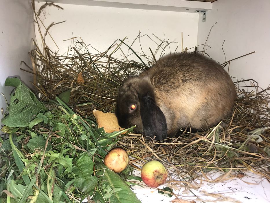 Mascul Berbec pitic German - mini lop- alb