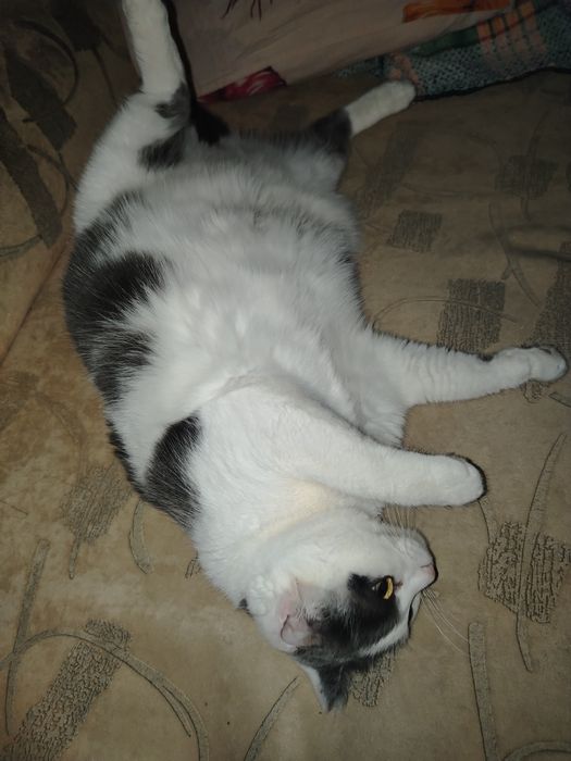 Отдам кошечек стерилизованых