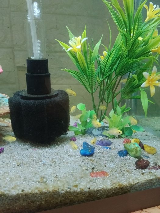 Baliq bolalari sotiladi