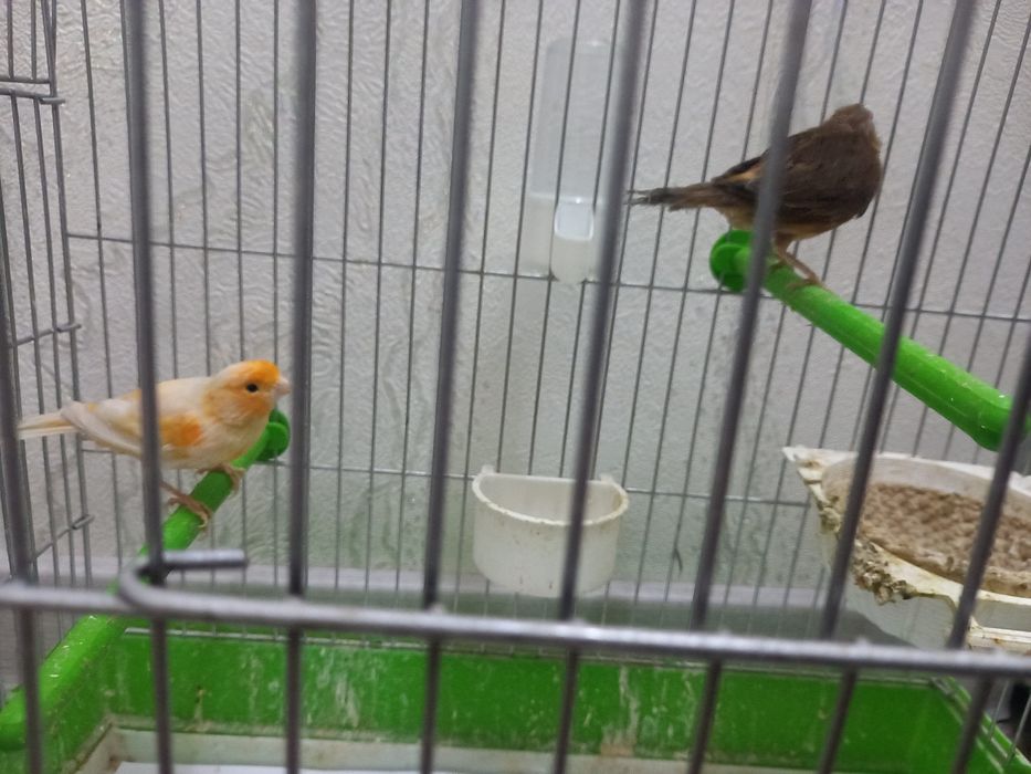 Канарейка сотилади.