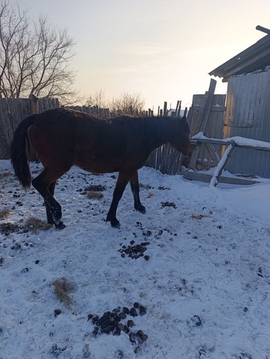 Забыла три с половиной
